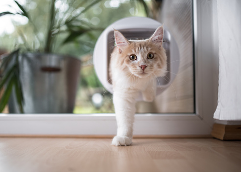 cat door